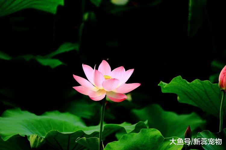 十二生肖之中，爱情经得住时间考验的三个生肖