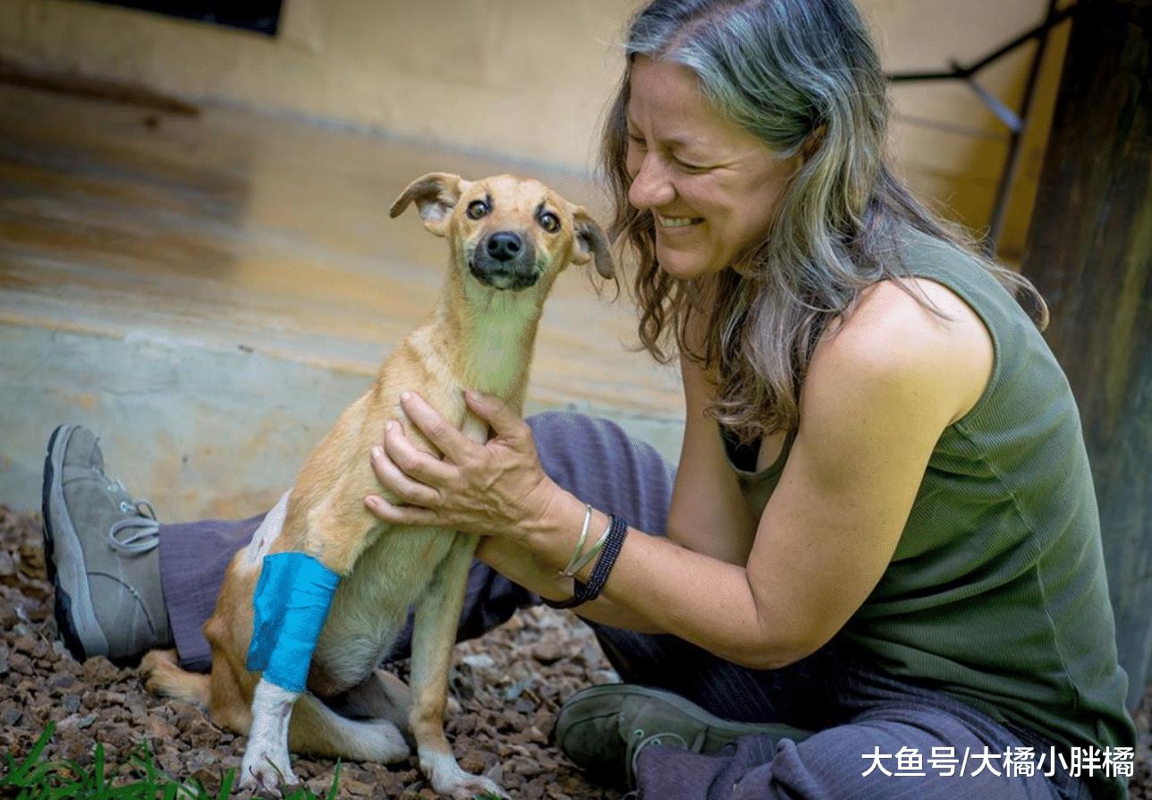 流浪狗后腿瘫痪身陷险境，周围尽是狮子鬣狗，狗：我死也要爬出去