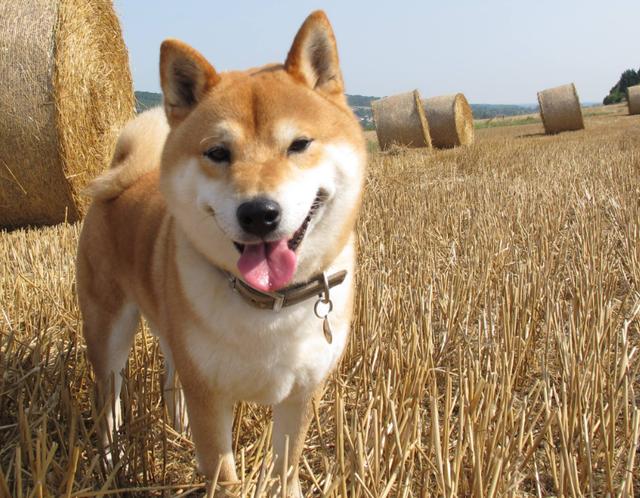 养了柴犬以后，本以为是养了一只狗，没想到是养了长得像狗的猫