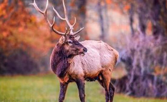 四不像是什么动物，是梅花鹿和马鹿的亲戚麋鹿