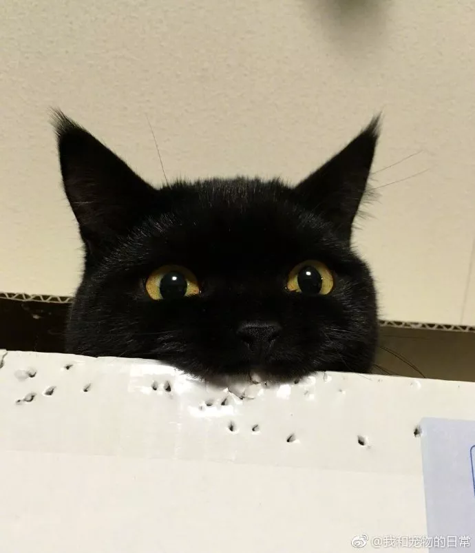 其实，猫的本质是打孔机吧！