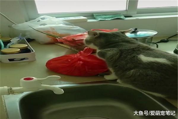 英短藍貓在廚房偷吃肉，被主人發現后立馬秒慫，網友：這貓好會演