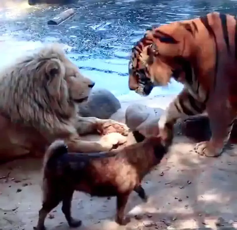 狗狗闖入獸王的領地，原以為狗命要不保，下一秒發生神轉折