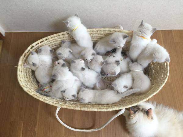 辟谣：猫咪刚出生就洗澡，洗了不会得奶癣，这怕不是要猫命吧