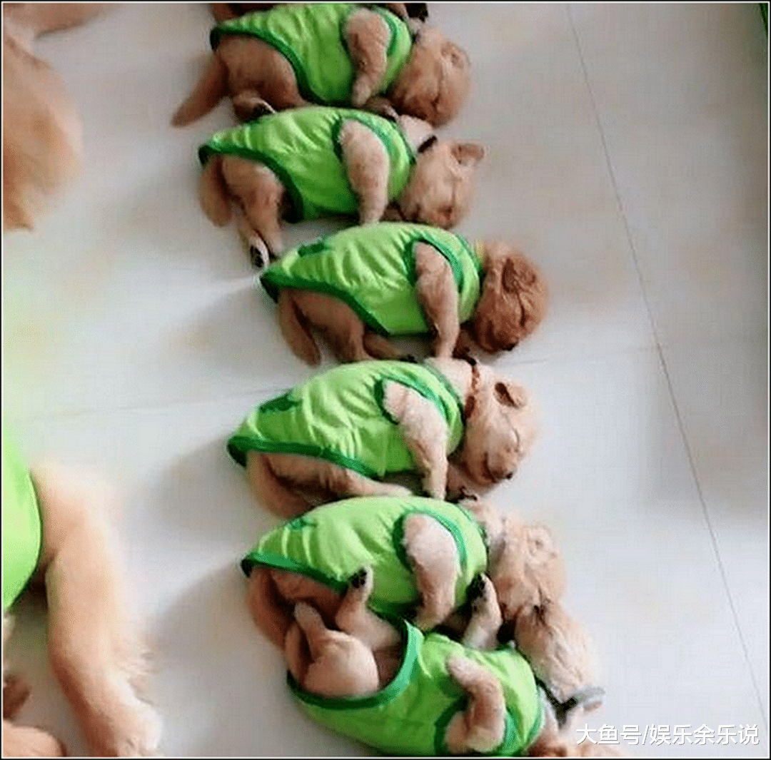 金毛生了一窝狗崽，男子邀请同事来家里玩，刚进门同事就不淡定了