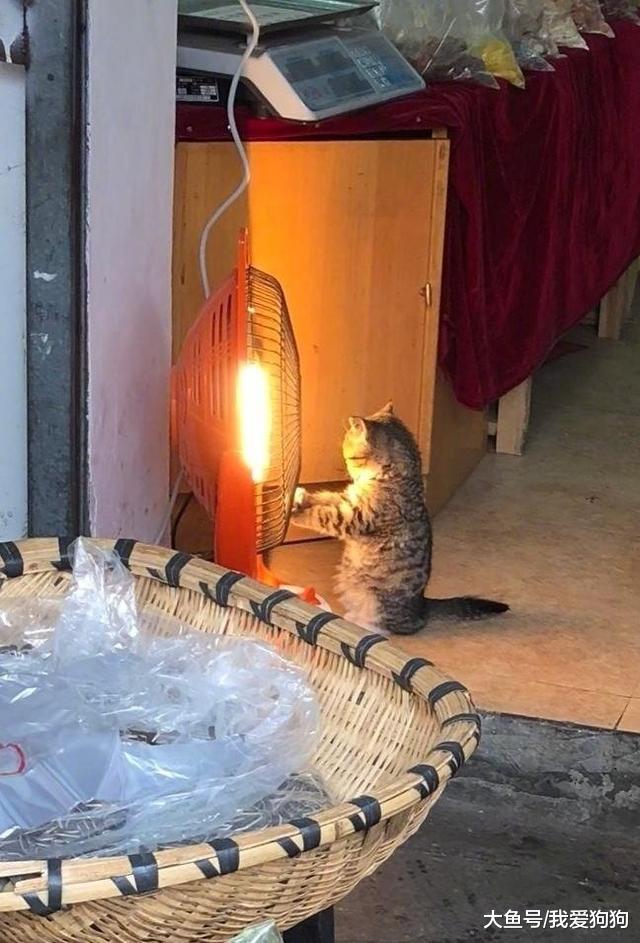 这狗火了，烤个火被中国消防点名，狗：我就想考个jio而已啊