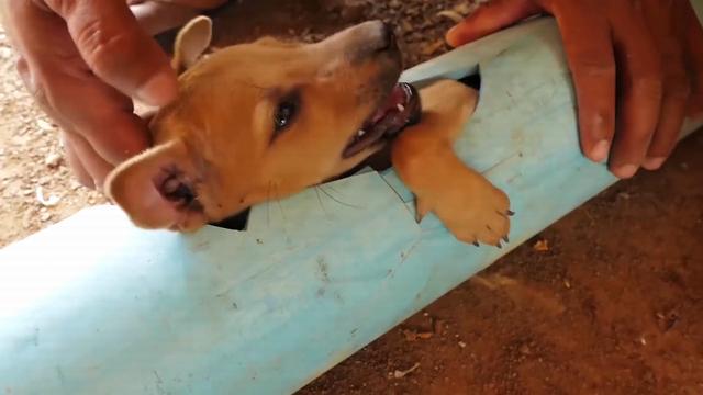 流浪小狗被困管道奄奄一息，父子俩通力营救，最终能否成功？