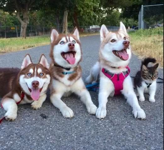 被二哈带大的猫和被金毛带大的猫，差距一目了然！