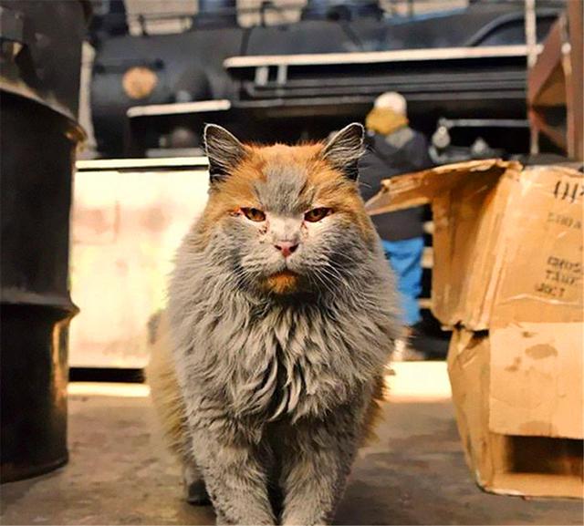 橘猫在车站守岗，8年没洗澡全身脏兮兮，了解原因后默默给它点赞