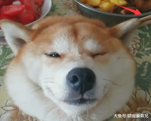 去朋友家吃饭，看到桌上这道“硬菜”时惊讶道，柴犬！