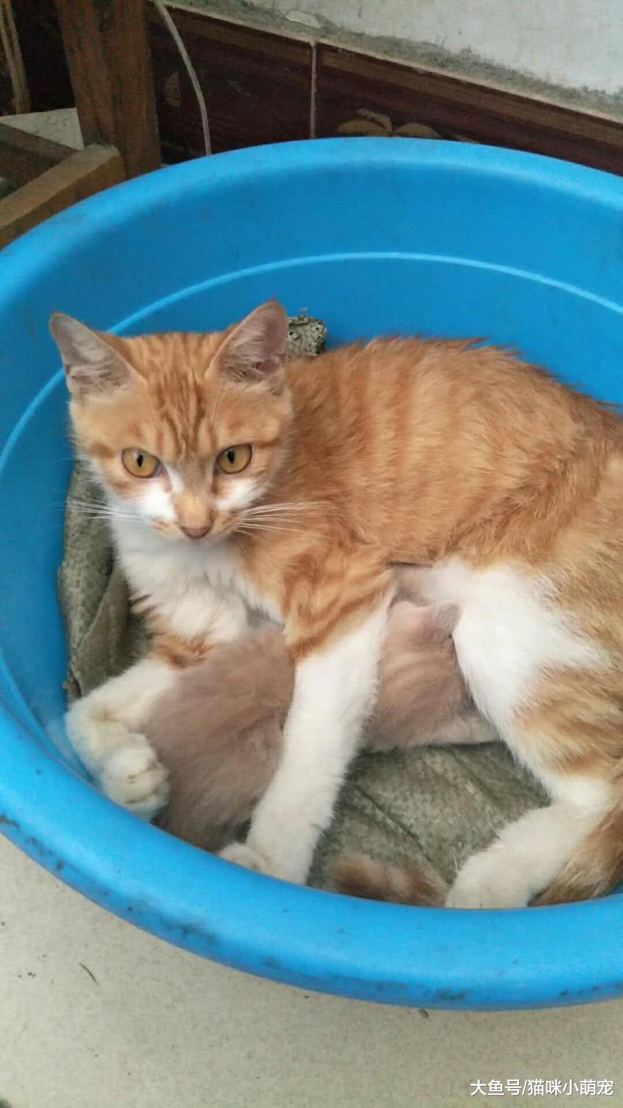 记录城市猫是怎么变成农村土猫的? 从吃猫粮到吃剩饭!