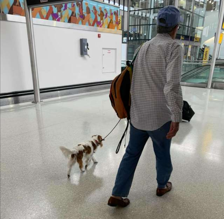 狗狗坐在飞机头等舱里，引来乘客好奇观望，狗：主人给我买了票