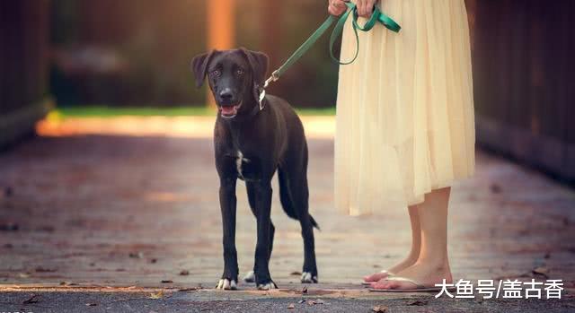 哪种情况下叫狗狗名字是错误的？赶紧看看吧，下次别乱叫了！