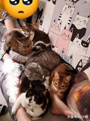 养很多猫是一种怎样的体验？一躺在沙发，就有一张20公斤猫毯出现