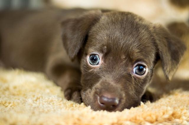 球虫让幼犬痛不欲生，除了狗狗还会传染人，主人得及时给铲屎！