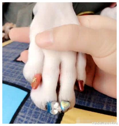 女子想要练习美甲，果断把狗狗拉了过来，一看狗狗的反应笑喷了