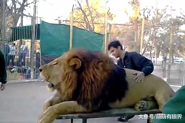 动物园为了赚钱推出狮子合照，宣称狮子毫无攻击性，可仔细观察后发现很不对劲
