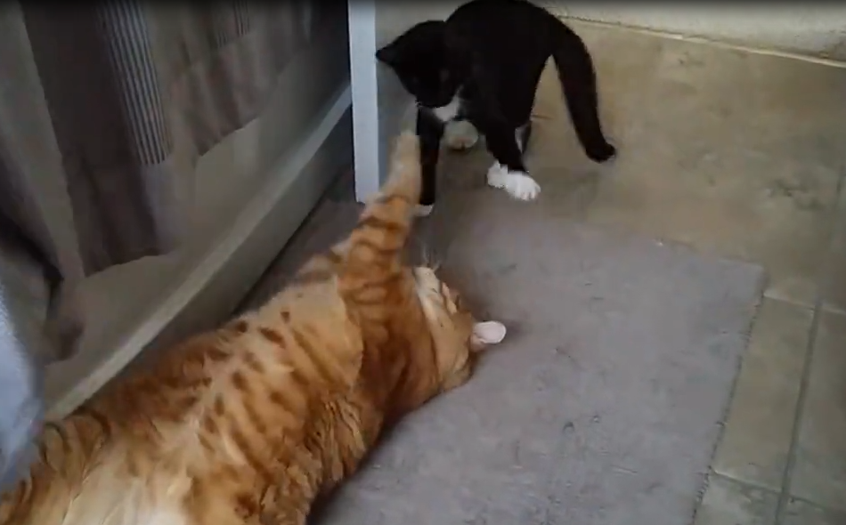 猫咪坐火车，发现座位被抢走，喵星人：快给本喵大人让开