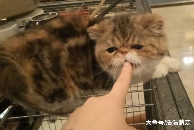 ?不要劝别人养猫，它有5个坏处，很多人都受不了