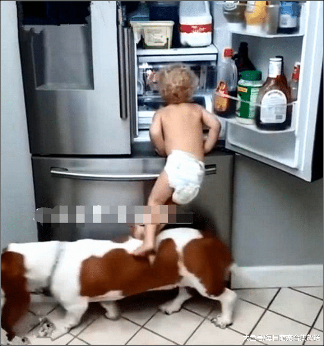 小主子站在狗狗身上，爬上冰箱偷东西吃，下一秒小主子懵了