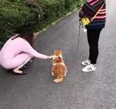 橘猫拒绝被遛，宠主直接牵着它走路，猫：我能怎么办，我也很绝望
