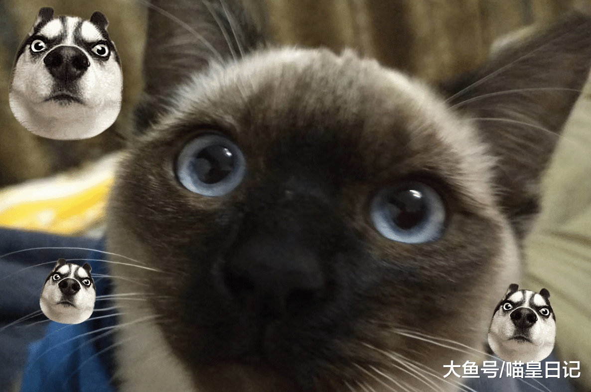 哈士奇是糟心排行榜第一的宠物？这四种猫咪作起来，丝毫不逊二哈