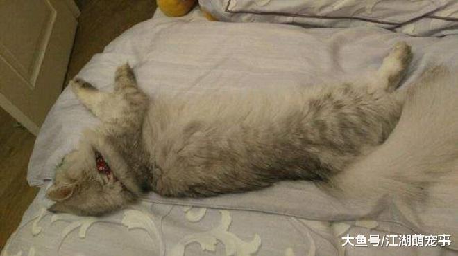 猫咪为什么喜欢在床上睡觉，其实有5个原因