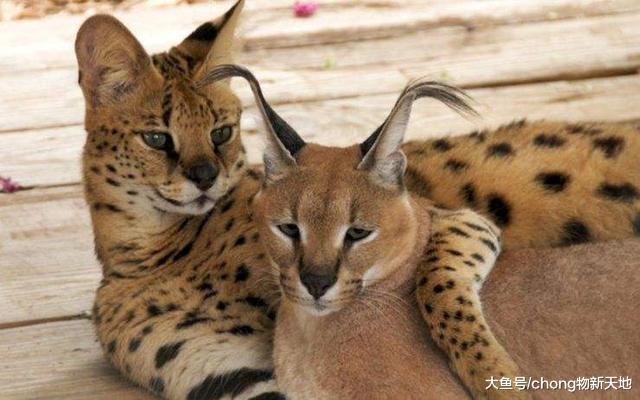 猫界最厉害的草原猎手, 成年后战斗力惊人, 帅到让人窒息