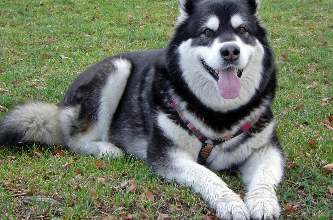 成为狗所有者的好处