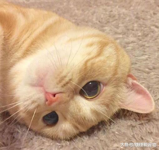 猫咪每天都陪着主人一起睡，却因此遭到嫌弃？猫：我做错了啥