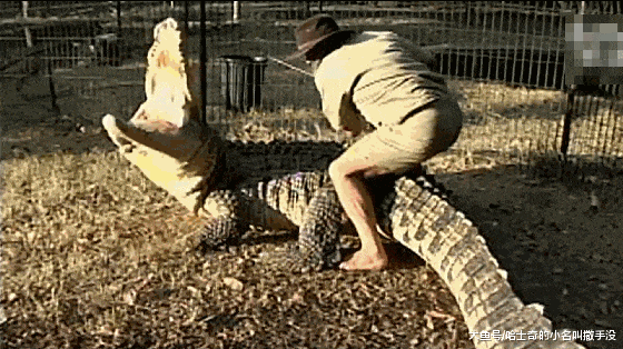 把鳄鱼当马骑, 真是厉害了我的大爷, 居然还给鳄鱼挠痒痒