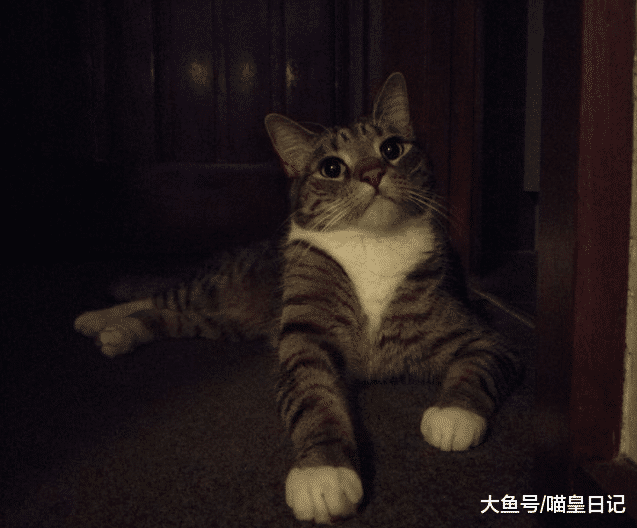 都说老年人适合养猫，可什么猫更适合老人呢？大橘又双上榜