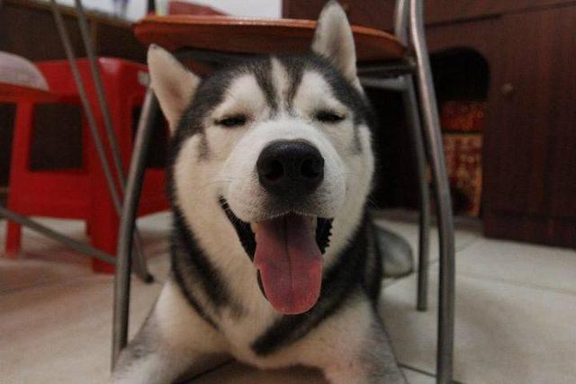 买狗子还送锅？女孩买哈士奇店主送了一口锅，第二天马上知道为啥