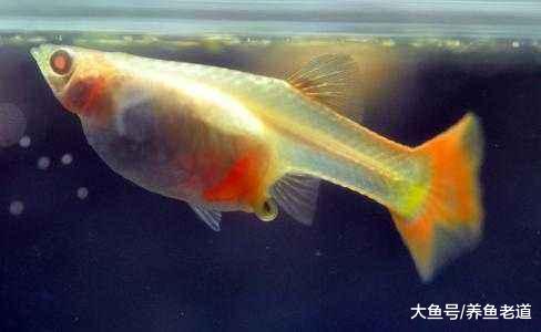 金魚魚苗的孵化溫度多少合適，產后金魚如何管理？