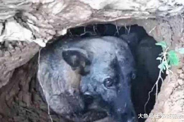 男子祭拜父亲时，发现坟墓旁边有个洞，走近一看男子大哭不已