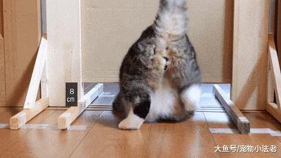 日本铲屎官无聊，拿肥猫做实验，每秒都是表情包，让人直接笑喷！