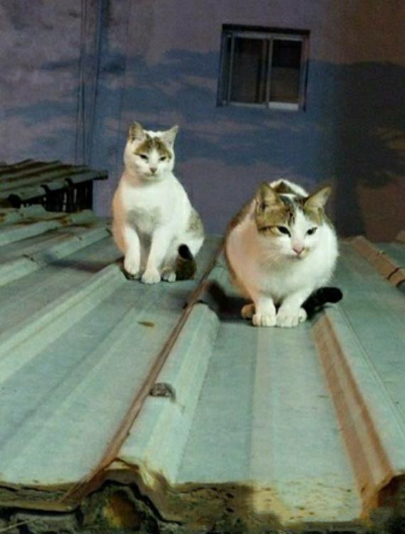 流浪猫到家六个月大变化，瘦脸吃成胖兔子，全靠一颗痣才认出它