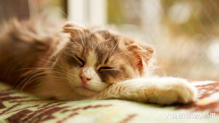 养猫不能太主动？这些事可要自觉点