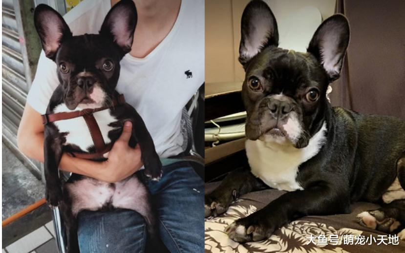 法斗貼墻微蹲上廁所的樣子非常逗趣，奇妙的姿勢被調侃：太狂