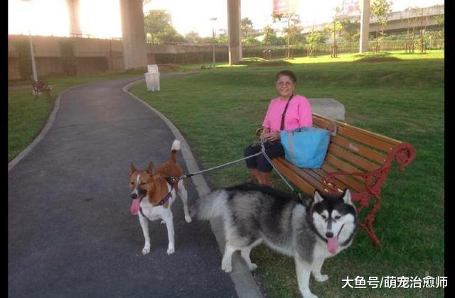 阿拉斯加趴在地上眼神迷离, 都快胖成球了, 一看就是奶奶带大的!