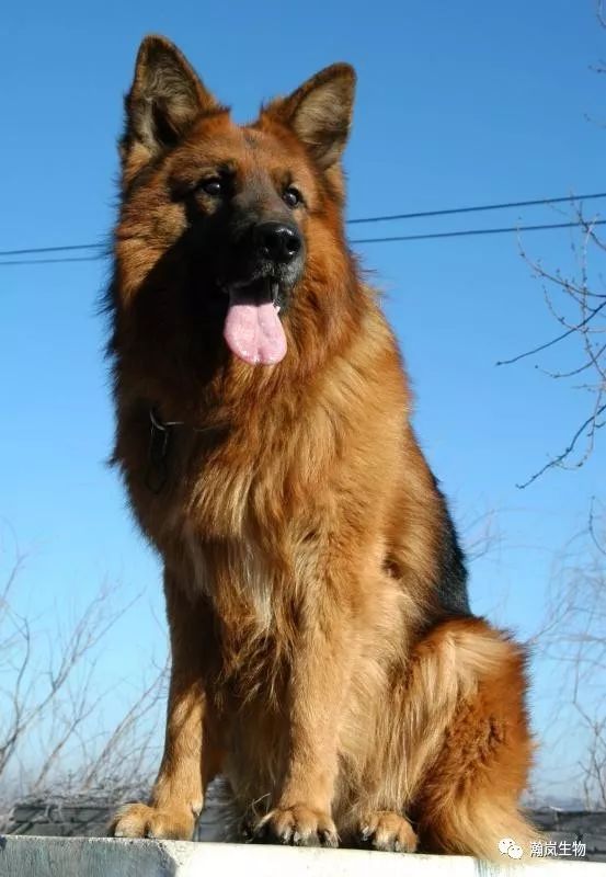 【带着使命降生，怀着忠诚离去】