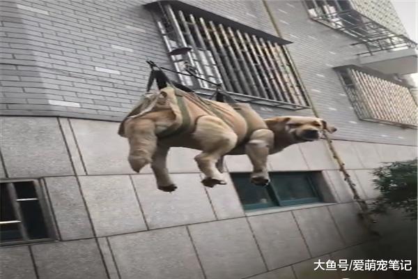 养了十年的拉布拉多腿脚不便，老丈人给它做了个吊机，简直宠上天