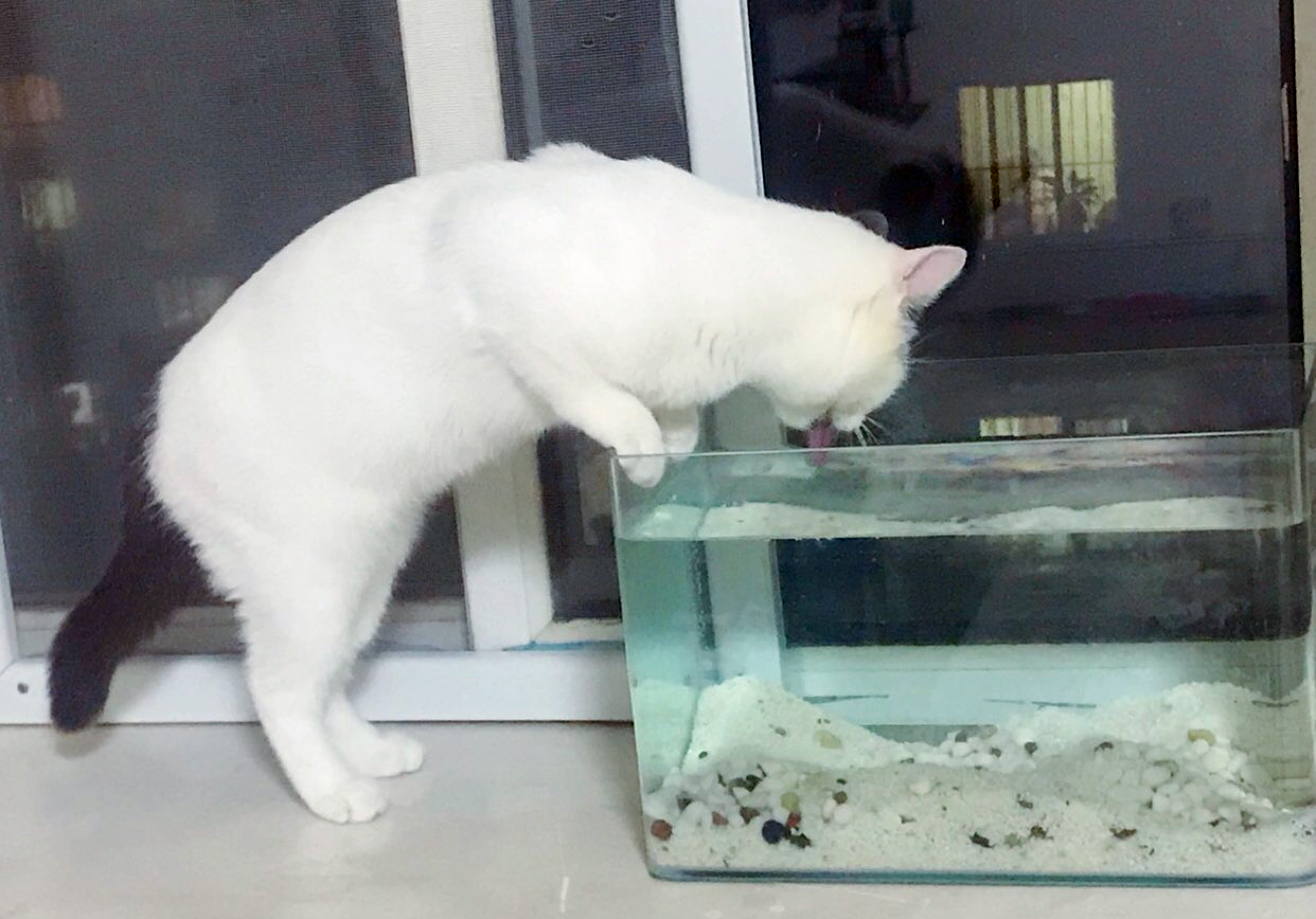 自从养了猫，不是被气哭就是气笑了！经常干这种事笑疯了……