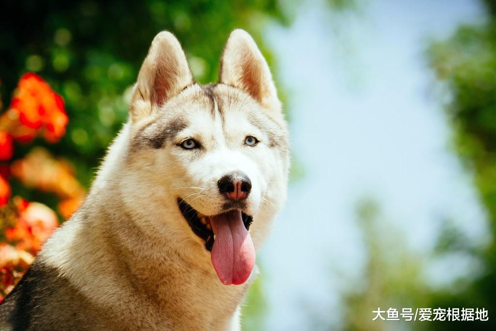 这年头，连哈士奇都有人遗弃？不能接受这5个缺点，请别养二哈