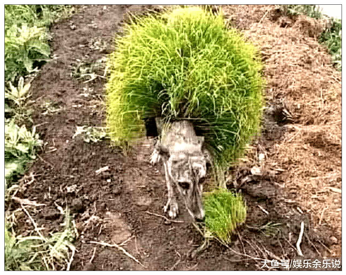 回村路上偶遇一只奇怪的狗狗，身上长满了青草，吓得男子手心出汗