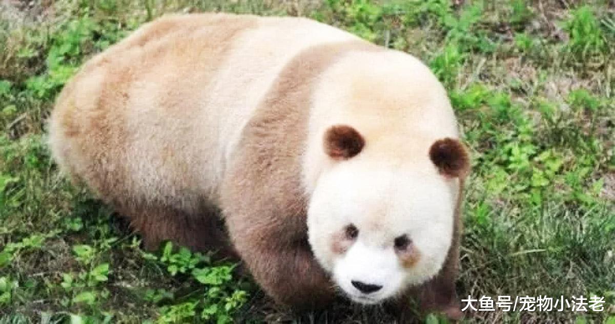 1种稀有的大熊猫，全球仅存1只，网友：生它时黑色墨水用完了？