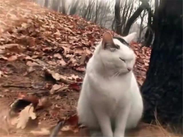 流浪猫坚守在山上等待主人, 被当孕猫救助后, 才知大肚子都是肥肉