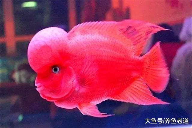 觀賞魚患病不要緊，這幾個問題我們要搞清楚！