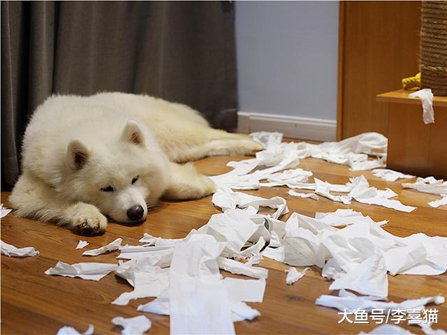 狗狗不听话且爱闹腾？铲屎官需从爱犬行为中分辨，是否为讨债狗