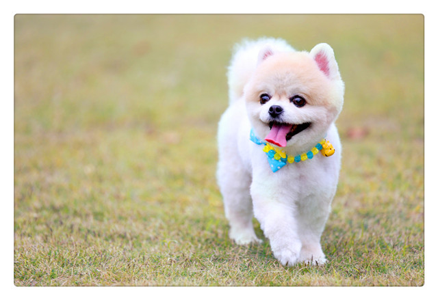 给爱宠洗澡很麻烦？那是因为你没做好这几个步骤，简单轻松不费事